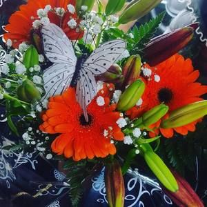 Meet your Posher, Hewan